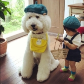 One-year-old Japanese girl, huge poodle and tender friendship