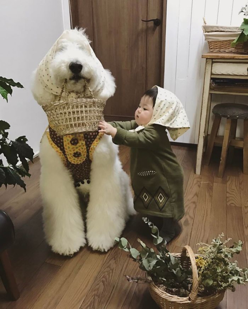 One-year-old Japanese girl, huge poodle and tender friendship