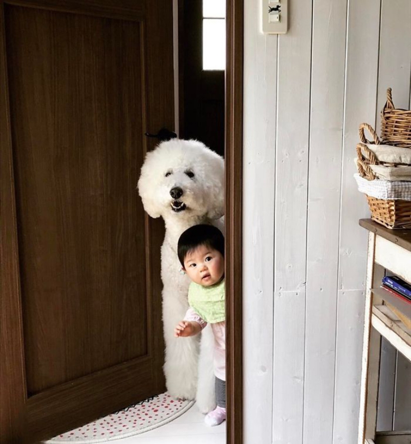 One-year-old Japanese girl, huge poodle and tender friendship