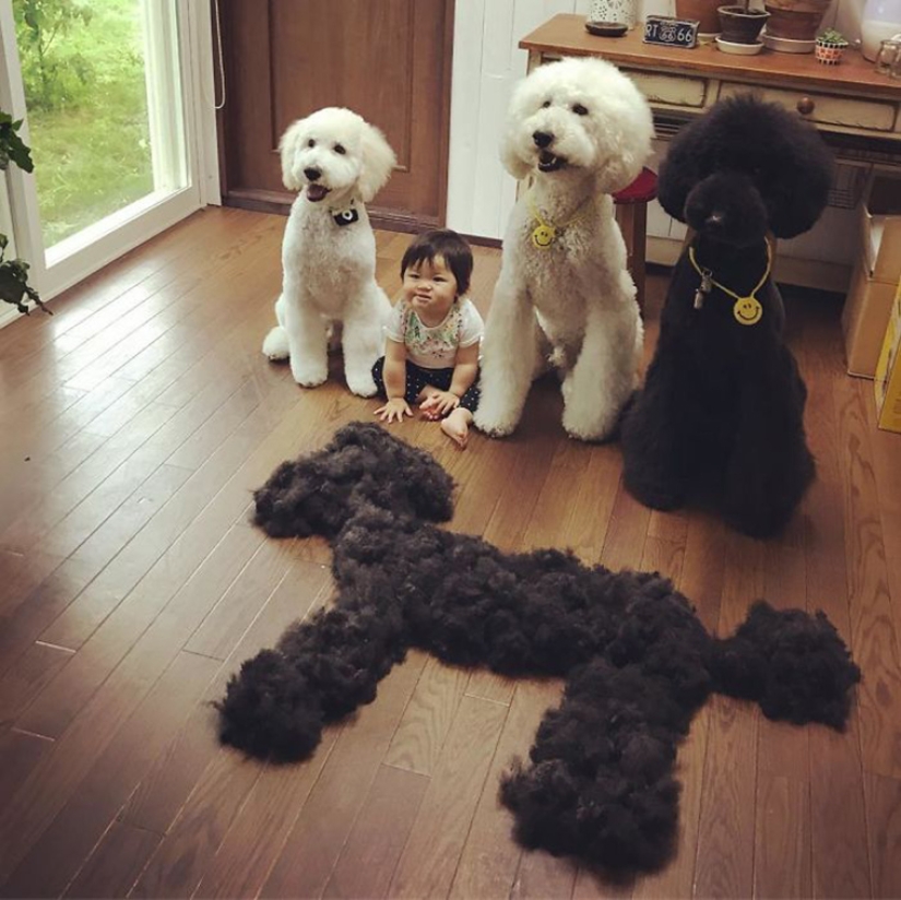 One-year-old Japanese girl, huge poodle and tender friendship