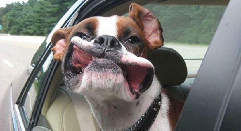 Only the wind, only happiness is ahead: 29 dogs who are hit in the face by the wind