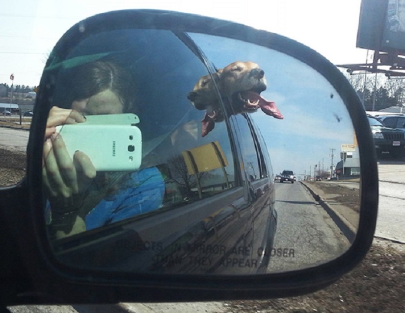 Only the wind, only happiness is ahead: 29 dogs who are hit in the face by the wind
