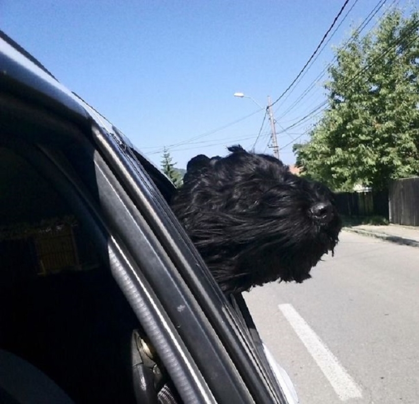 Only the wind, only happiness is ahead: 29 dogs who are hit in the face by the wind