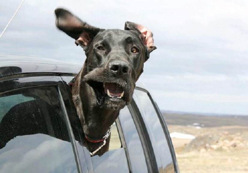 Only the wind, only happiness is ahead: 29 dogs who are hit in the face by the wind