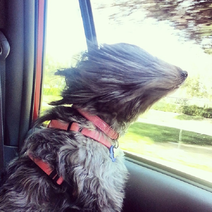 Only the wind, only happiness is ahead: 29 dogs who are hit in the face by the wind