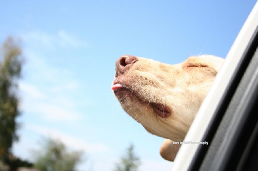 Only the wind, only happiness is ahead: 29 dogs who are hit in the face by the wind