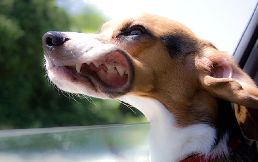 Only the wind, only happiness is ahead: 29 dogs who are hit in the face by the wind