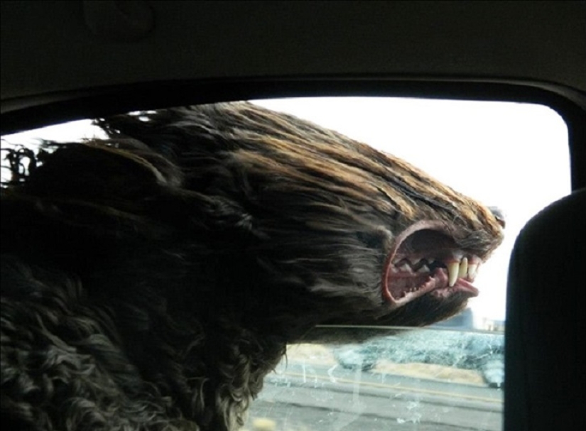 Only the wind, only happiness is ahead: 29 dogs who are hit in the face by the wind