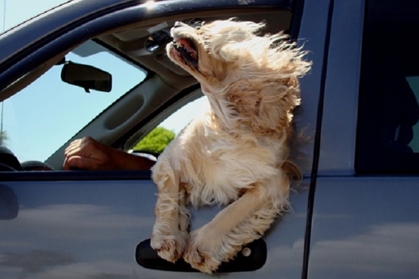 Only the wind, only happiness is ahead: 29 dogs who are hit in the face by the wind