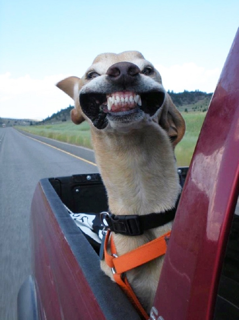 Only the wind, only happiness is ahead: 29 dogs who are hit in the face by the wind