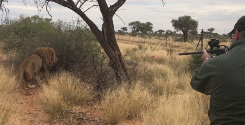 Operación Simba: el multimillonario Lord Ashcroft reveló un plan de caza bárbara de leones en Sudáfrica