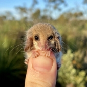 Opossums doing ridiculous and adorable things