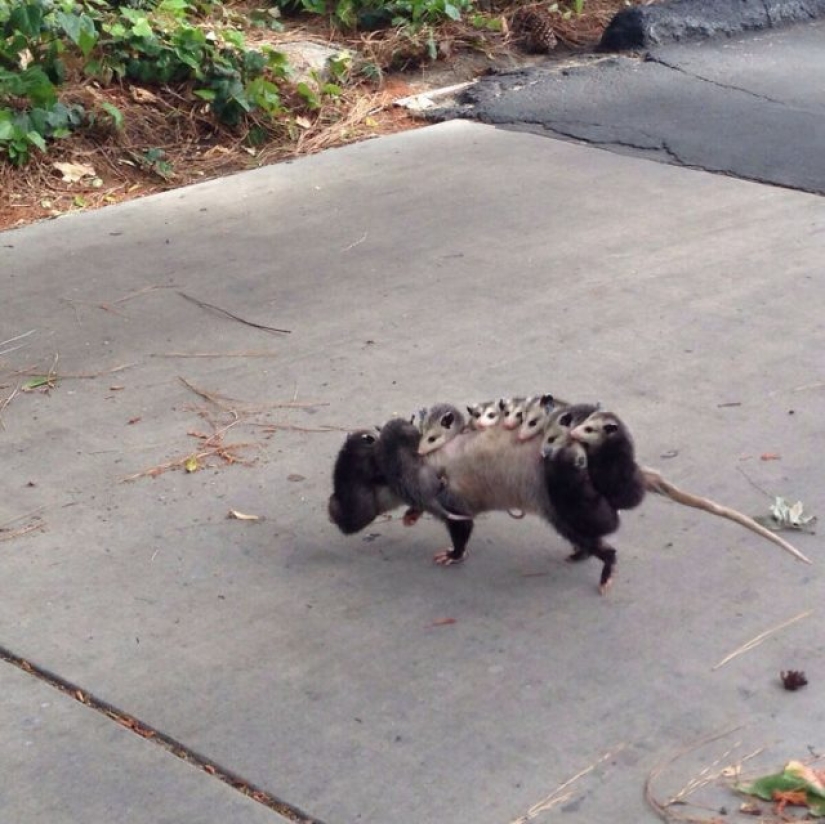 Opossums doing ridiculous and adorable things