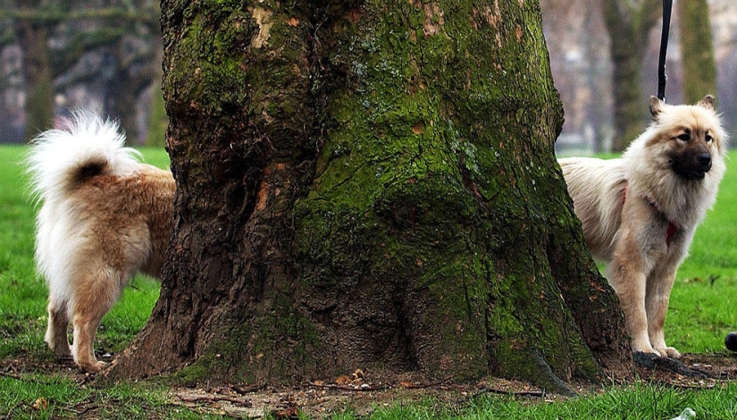 Optical illusions from all over the world