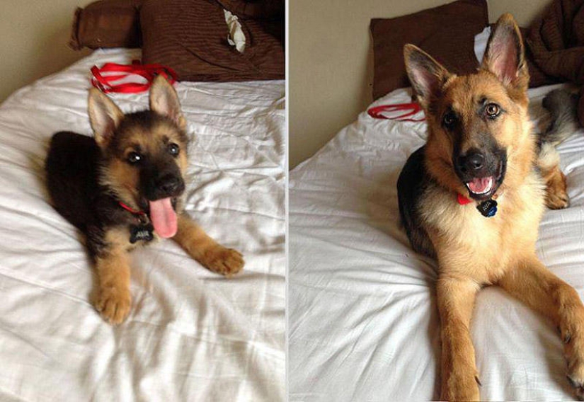 Our favorite animals: photos before and after growing up Our favorite animals: photos before and after growing up