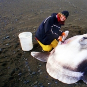 Overseas guest: a huge fish living in Australia was found on a California beach