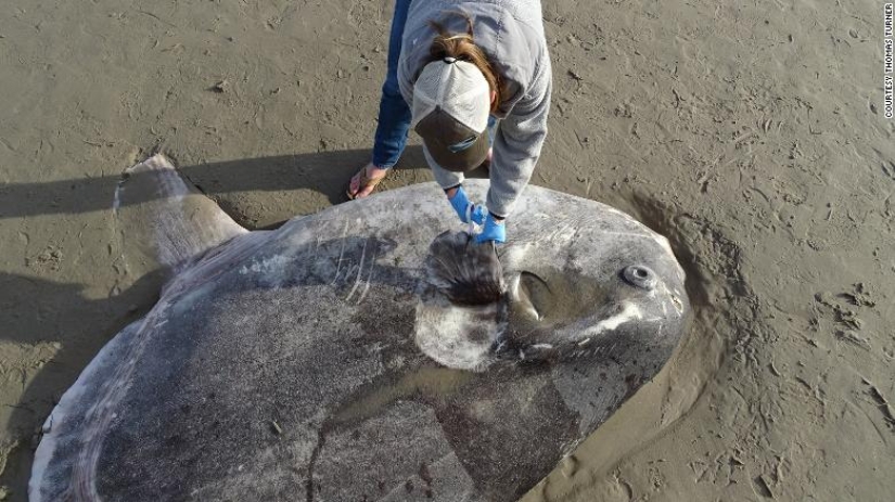 Overseas guest: a huge fish living in Australia was found on a California beach