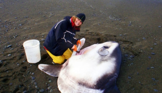 Overseas guest: a huge fish living in Australia was found on a California beach