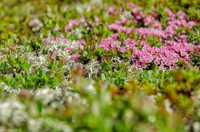 Paanajarvi National Park is a place where time slows down
