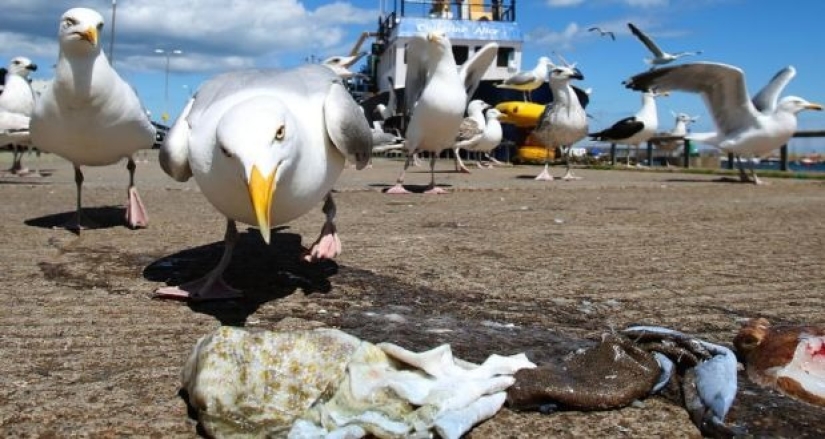 Pandilla emplumada: gaviotas agresivas aterrorizan un área en Devon, irrumpen en apartamentos y roban perros