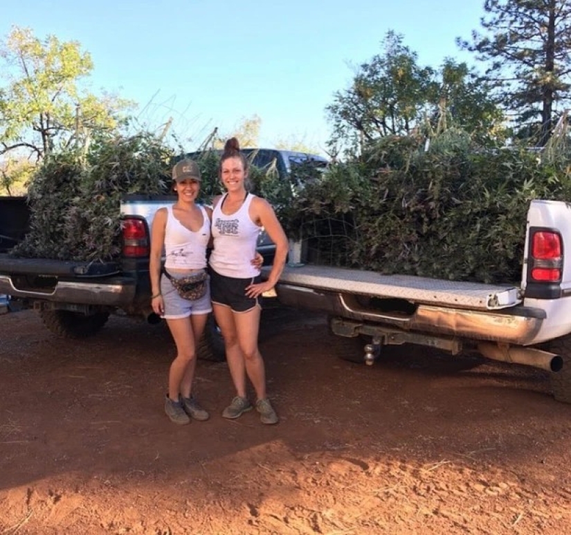 Para cultivar cáñamo, la lucha contra los osos de novia se negó desde la comodidad de vivir "fuera de rango"