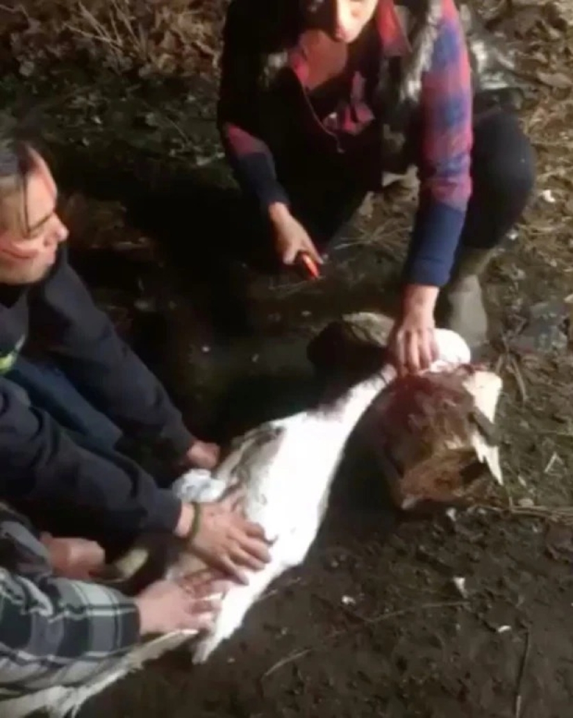 Para cultivar cáñamo, la lucha contra los osos de novia se negó desde la comodidad de vivir "fuera de rango"