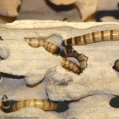 Para ser un planeta limpio! Los científicos han descubierto gusanos que devoran plástico