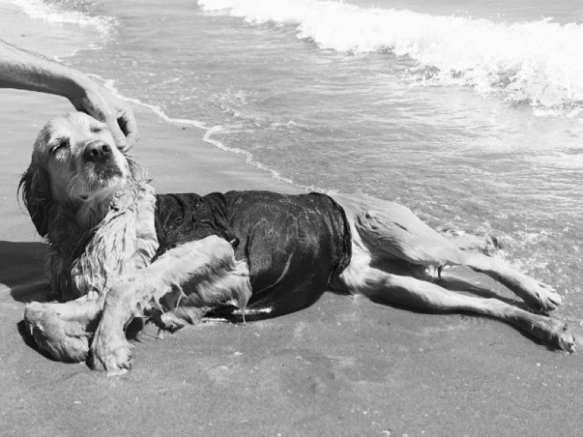 Parodias de Perros Fotos Icónicas de Madonna