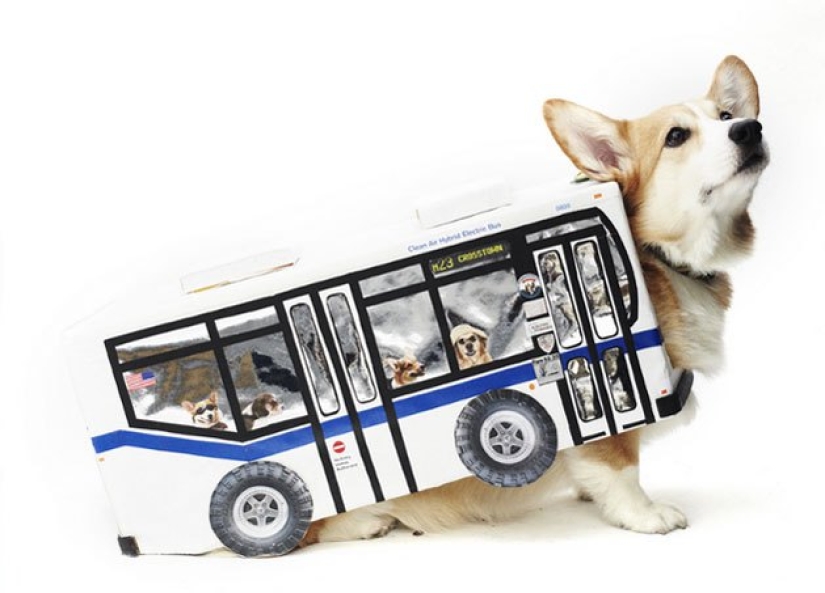 Pasó por alto la ley en ruso: en Vladivostok, los muchachos fingieron ser un autobús en un puente cerrado a los peatones Pasó por alto la ley en ruso: en Vladivostok, los muchachos fingieron ser un autobús en un puente cerrado a los peatones