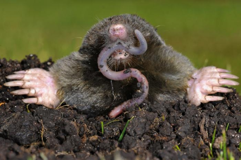 Passions for the mole do not subside, now Rospotrebnadzor has joined