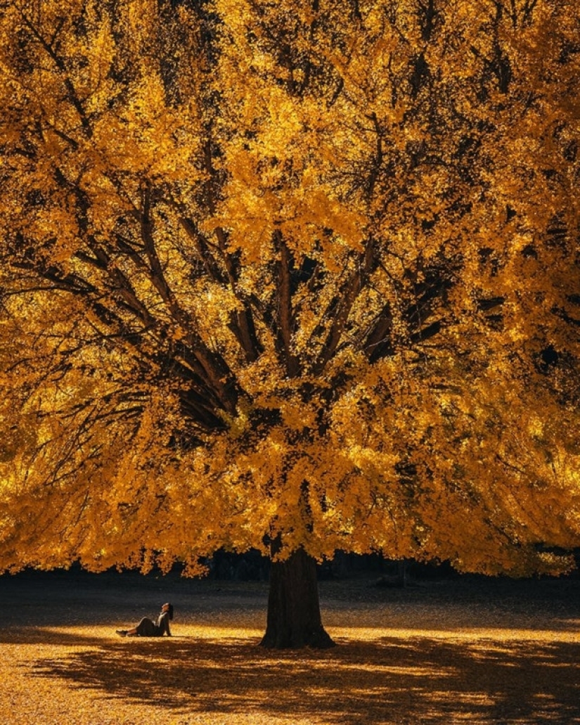 Patrones asombrosos de Asia en fotos simples y armoniosas de RK Patrones asombrosos de Asia en fotos simples y armoniosas de RK