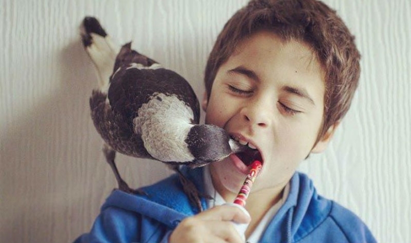 Penguin es una urraca doméstica inteligente a la que le gusta acostarse en la cama y ayuda a los niños a cepillarse los dientes Penguin es una urraca doméstica inteligente a la que le gusta acostarse en la cama y ayuda a los niños a cepillarse los dientes