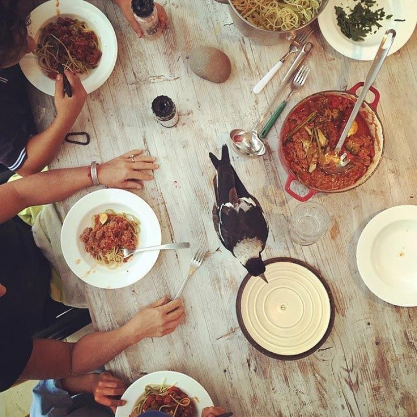 Penguin es una urraca doméstica inteligente a la que le gusta acostarse en la cama y ayuda a los niños a cepillarse los dientes Penguin es una urraca doméstica inteligente a la que le gusta acostarse en la cama y ayuda a los niños a cepillarse los dientes