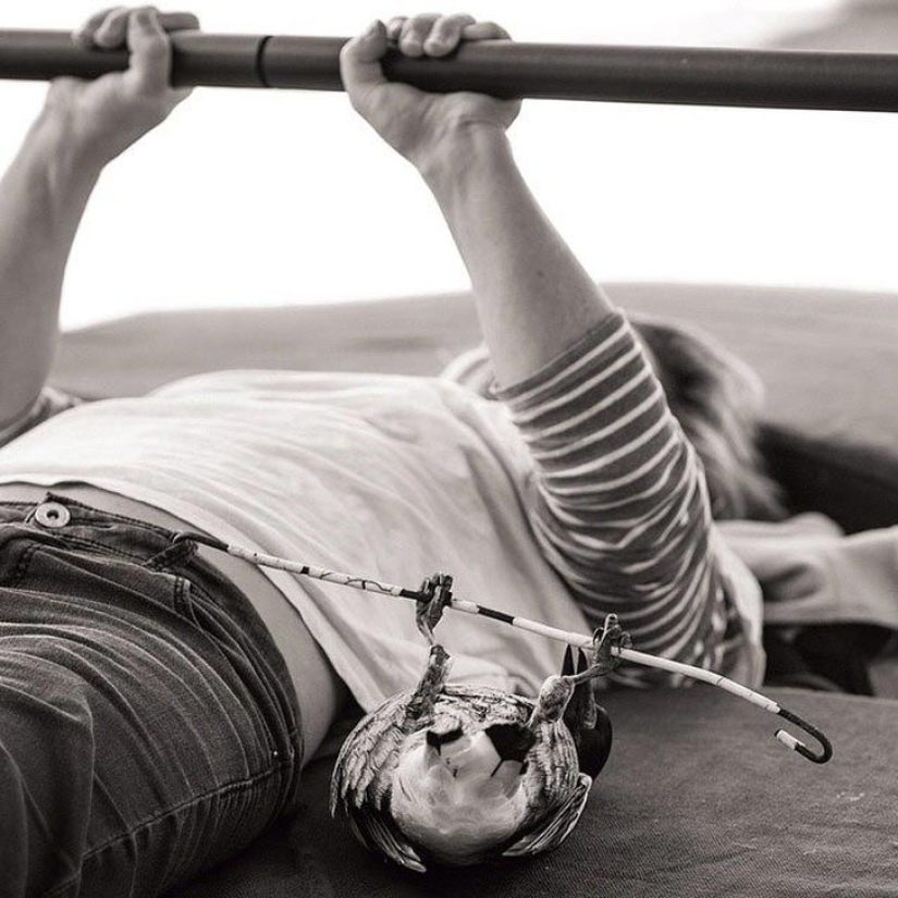 Penguin es una urraca doméstica inteligente a la que le gusta acostarse en la cama y ayuda a los niños a cepillarse los dientes Penguin es una urraca doméstica inteligente a la que le gusta acostarse en la cama y ayuda a los niños a cepillarse los dientes