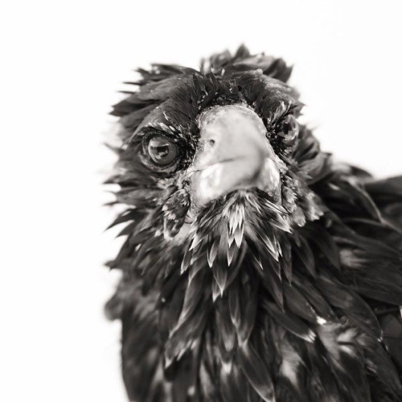 Penguin es una urraca doméstica inteligente a la que le gusta acostarse en la cama y ayuda a los niños a cepillarse los dientes Penguin es una urraca doméstica inteligente a la que le gusta acostarse en la cama y ayuda a los niños a cepillarse los dientes