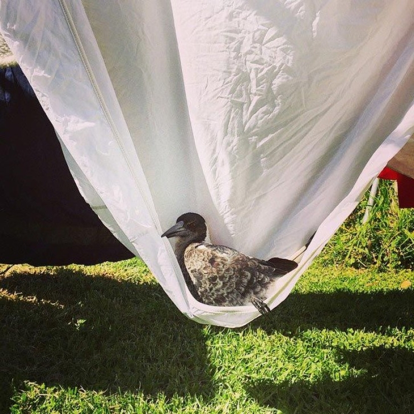 Penguin es una urraca doméstica inteligente a la que le gusta acostarse en la cama y ayuda a los niños a cepillarse los dientes Penguin es una urraca doméstica inteligente a la que le gusta acostarse en la cama y ayuda a los niños a cepillarse los dientes