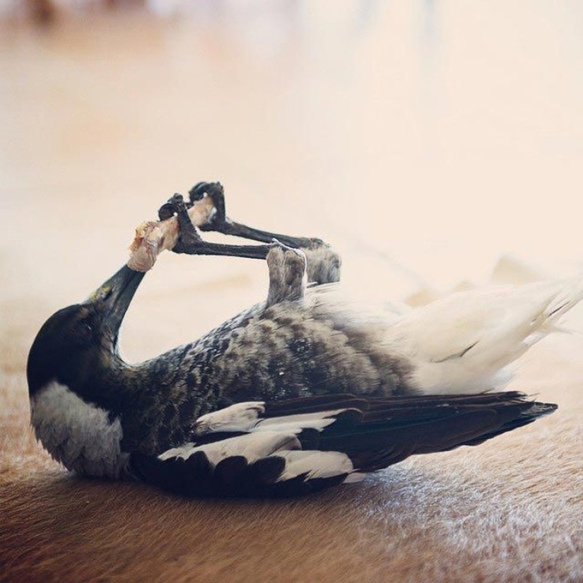 Penguin is a smart domestic magpie who likes to lie in bed and helps children brush their teeth