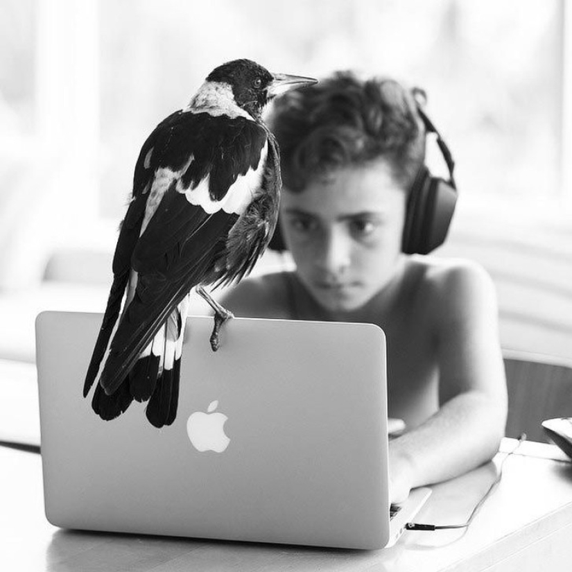 Penguin is a smart domestic magpie who likes to lie in bed and helps children brush their teeth