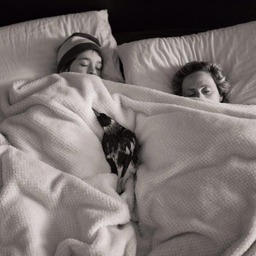 Penguin is a smart domestic magpie who likes to lie in bed and helps children brush their teeth