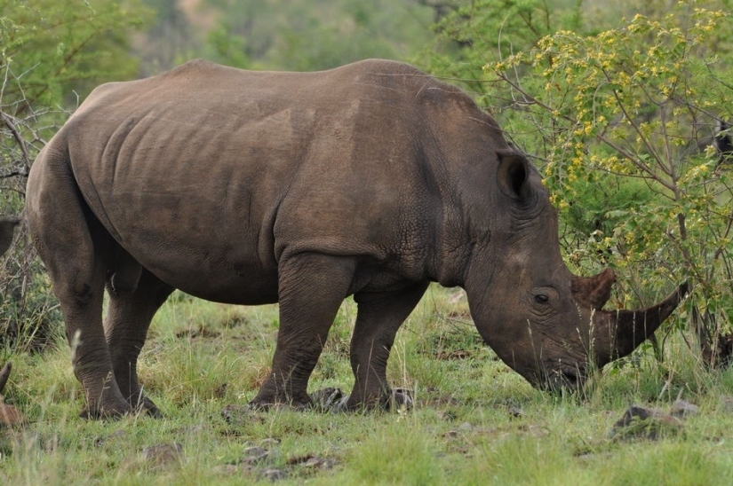 People are being killed in an Indian park to save rhinos