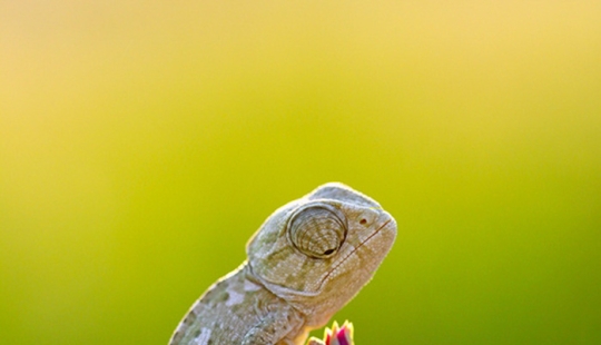 Pequeños camaleones divertidos