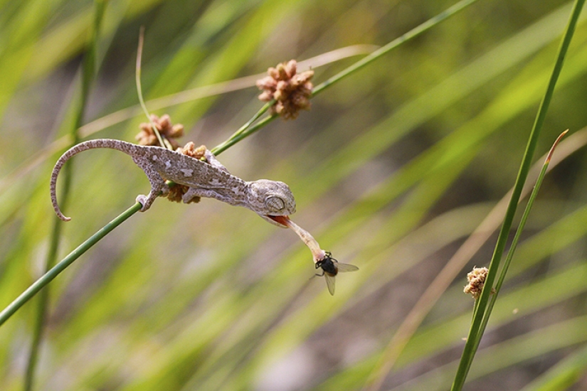 Pequeños camaleones divertidos Pequeños camaleones divertidos