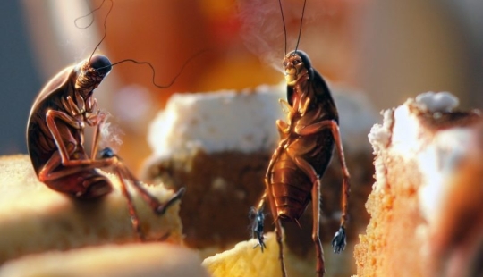 Perhaps the most unpleasant, but interesting facts about cockroaches