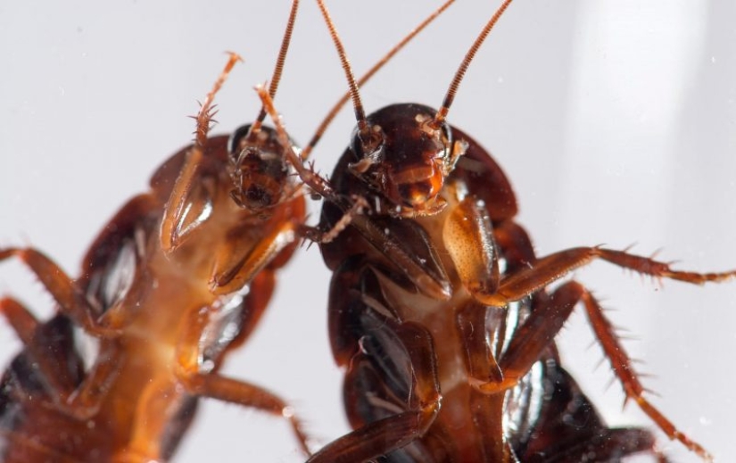 Perhaps the most unpleasant, but interesting facts about cockroaches Perhaps the most unpleasant, but interesting facts about cockroaches