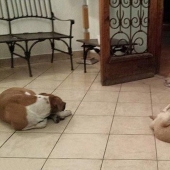 Perros callejeros acudieron al funeral de la mujer que los alimentó para despedirse del difunto