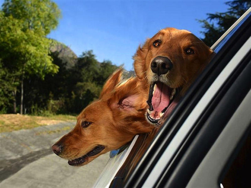 Perros en coches