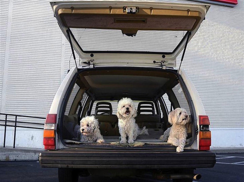 Perros en coches