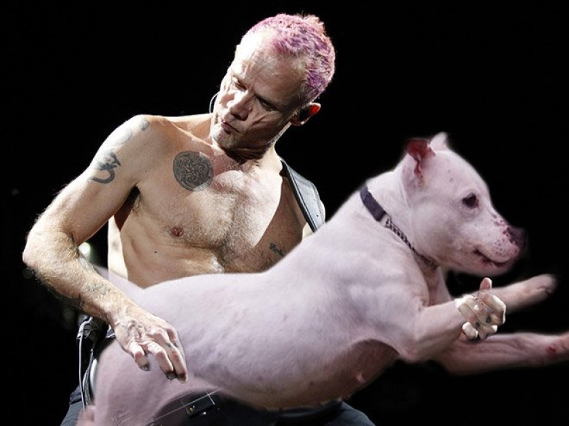 Perros en lugar de guitarras Perros en lugar de guitarras