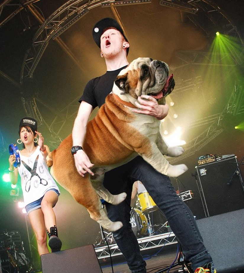 Perros en lugar de guitarras Perros en lugar de guitarras