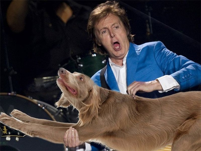 Perros en lugar de guitarras Perros en lugar de guitarras